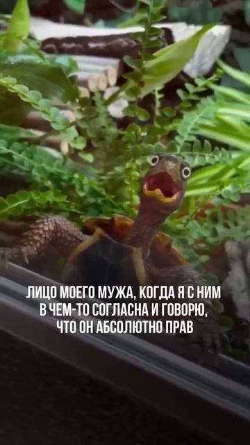 Видео от Департамент Вирусного Контента | ДВК