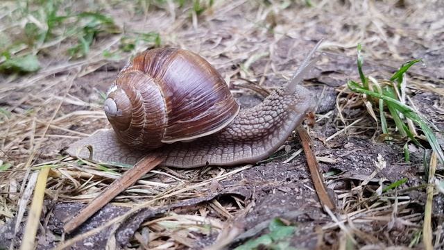 026▪️Пришла весна▪️Улитка▪️Футажи ▪️Красивая природа