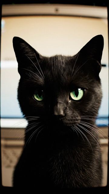 Кот — это не ошибка, это скрытый патч #cat #прикольныекоты #funnycats #веселыекоты #видосыоткота