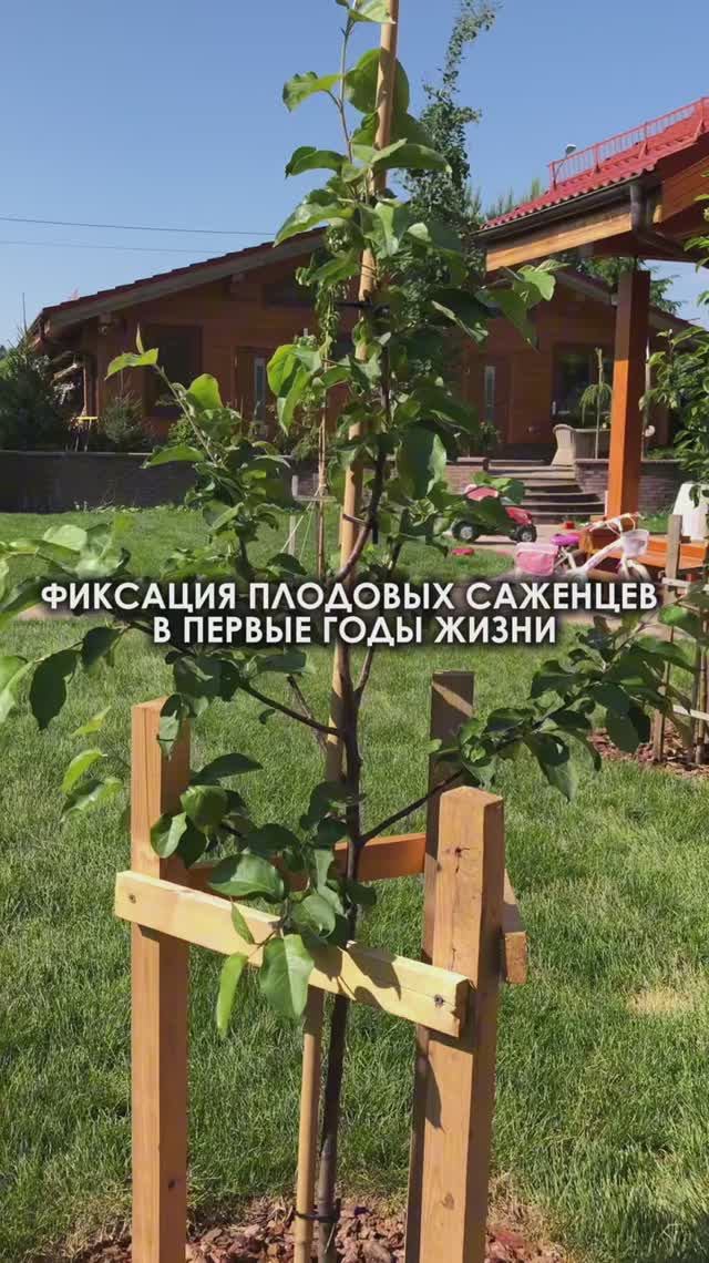 Метод фиксации плодовых саженцев