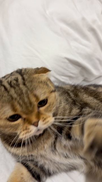 Злая шотландская вислоухая кошечка 😺🐱
