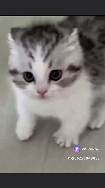 маф маф мини
криминал опасно