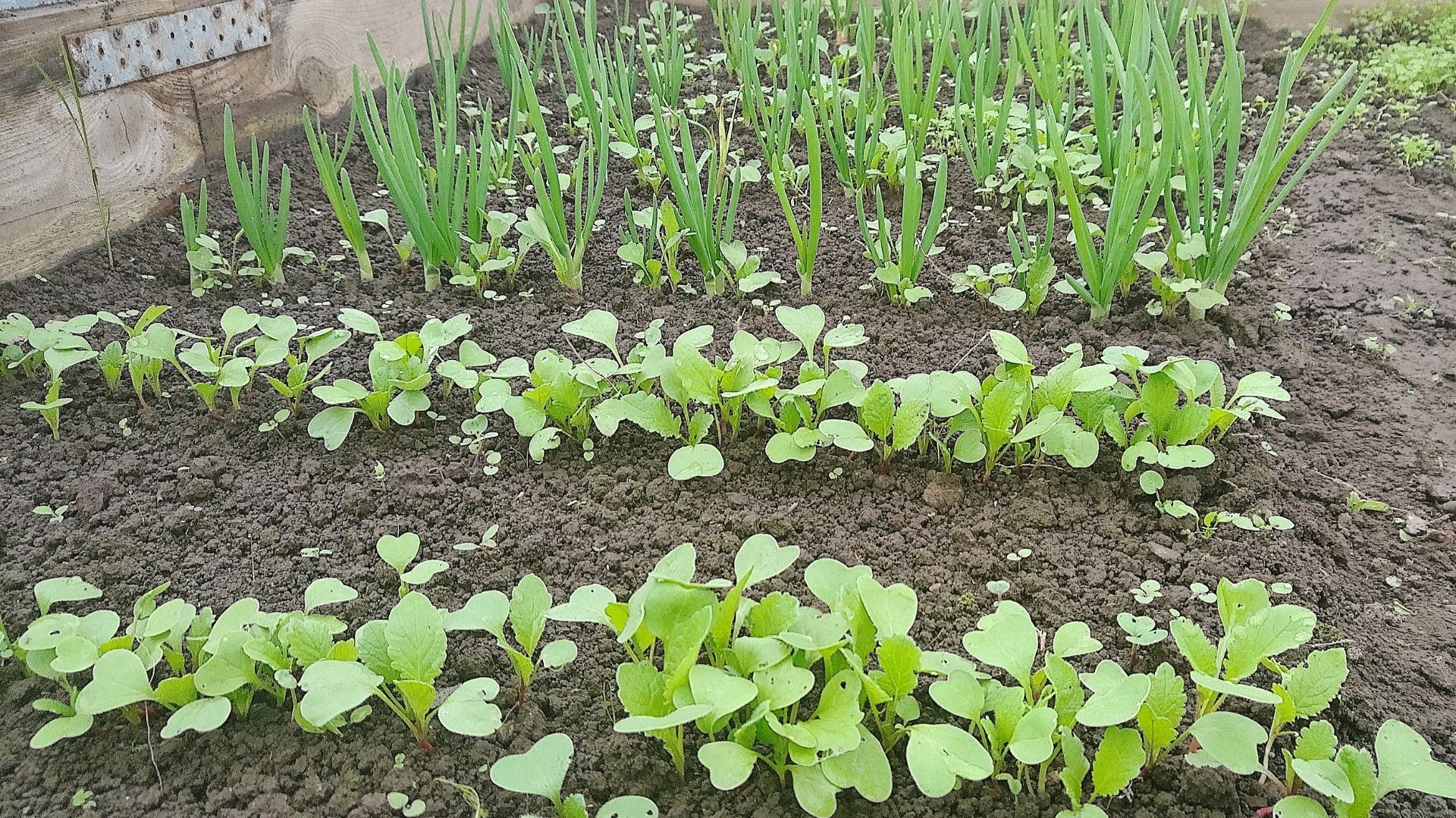 Редиска в теплице растет