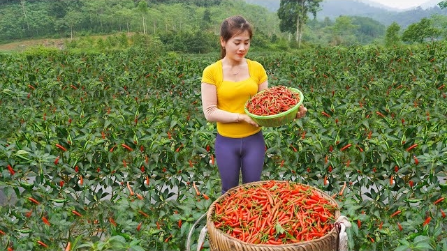 Собираю перец чили и отправляюсь на сельский рынок продавать. Купила поросят. Нхат. Вьетнам