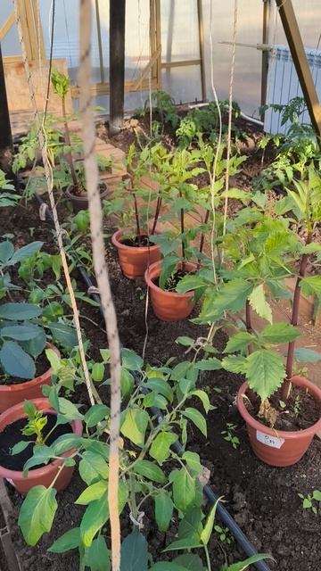 теплица 21 апреля #теплица #дача #садоводничество #огород #уходзатеплицей