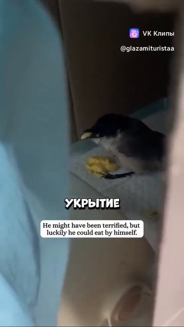 A story about bird 🐦Голубая сорока