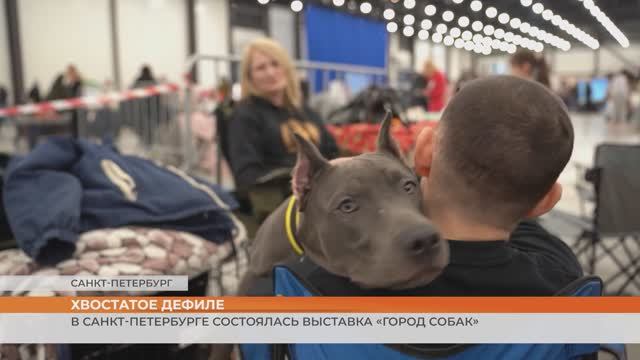 В Санкт-Петербурге состоялась выставка «Город собак»
