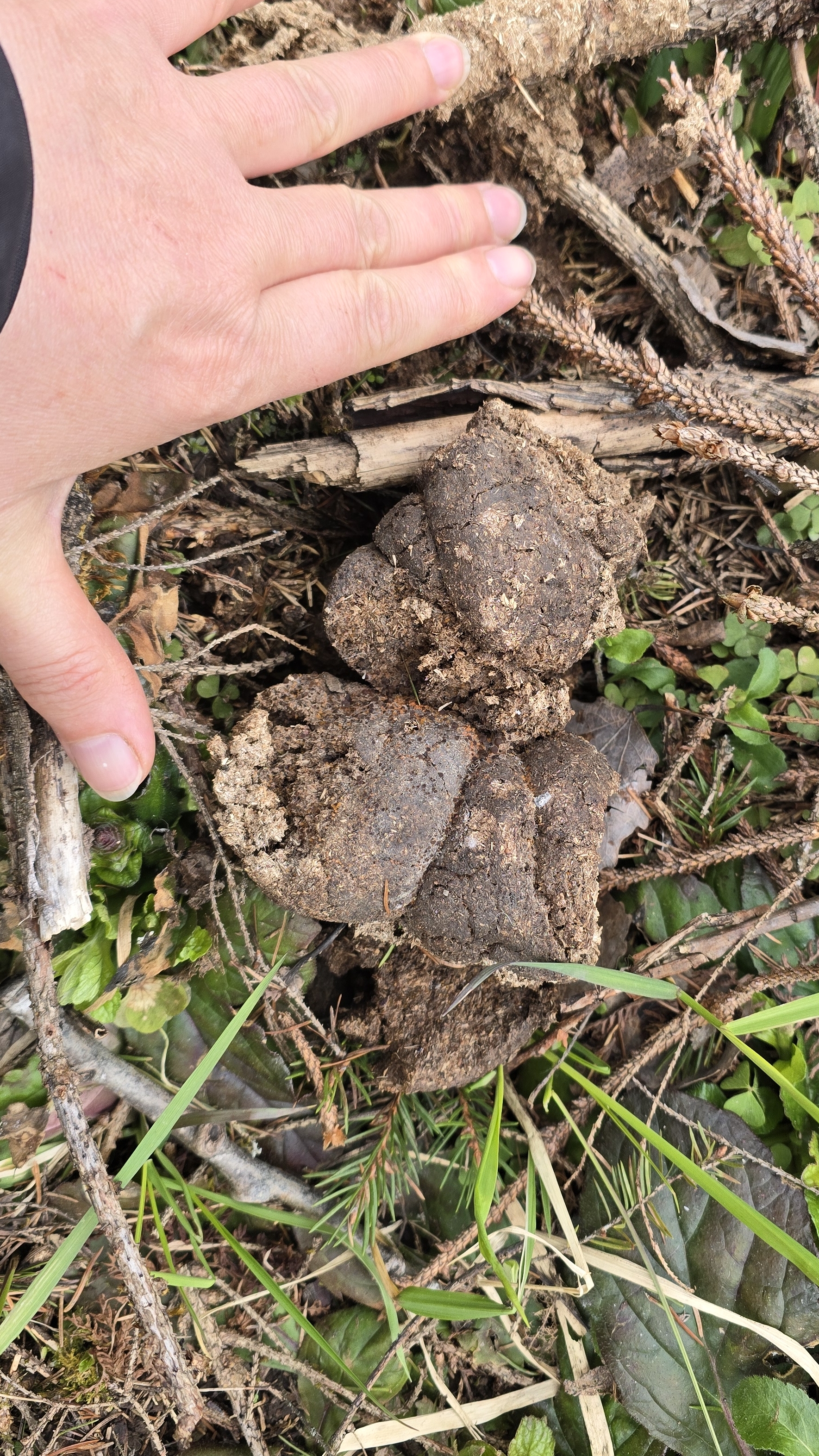 Чей навоз в лесу?! Призываю специалистов, разбирающихся в сортах звериных какашенек