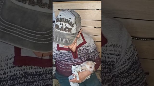 Крохотного щенка выпаивала из шприца