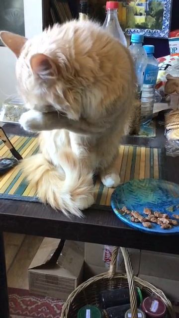 Санкт-Петербург. 21.05.2026. Обед котёночка Персика. Пальчики оближешь