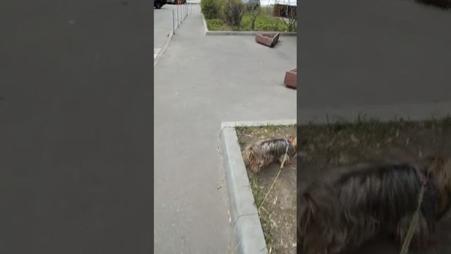 Мы идём гулять с собакой! | 21-апр-2026