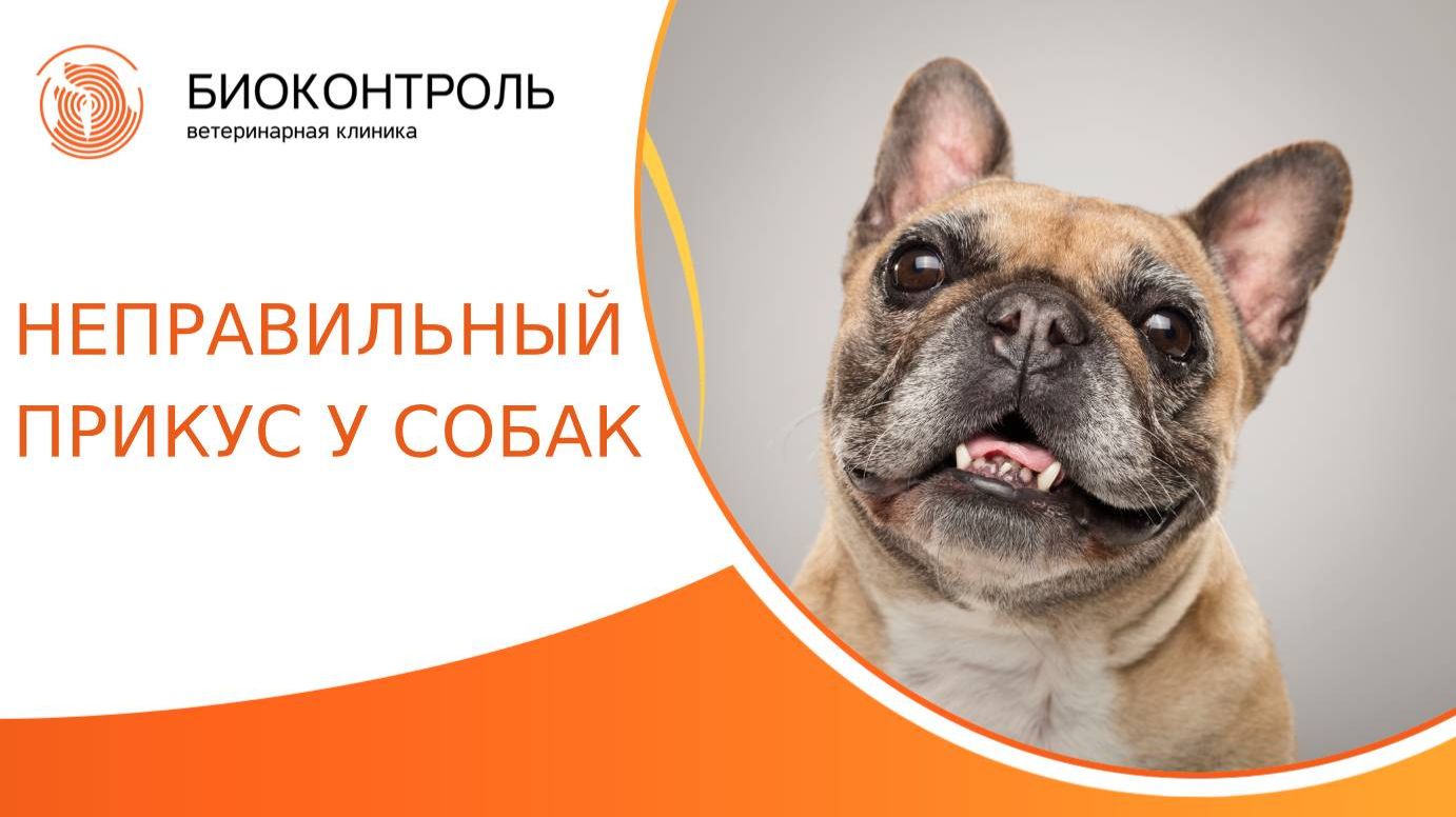 Неправильный прикус у собак