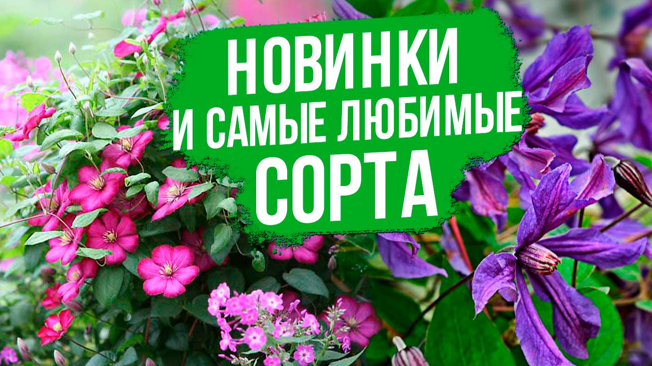 Все ТОНКОСТИ ухода за клематисами. Новые и любимые сорта клематисов.