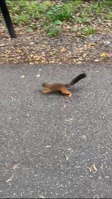 Нападение 🐿️ белки