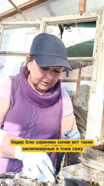 рассаживаю рассаду петунии.mp4