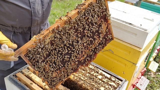 Начал вывод маток в апреле | Сот Nicot аналог