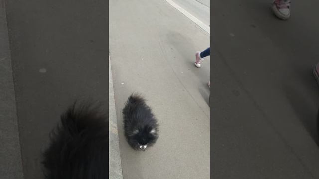 Мы идём гулять с собакой! | 21-апр-2026 2