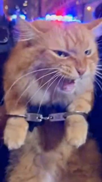 Злобный кот.