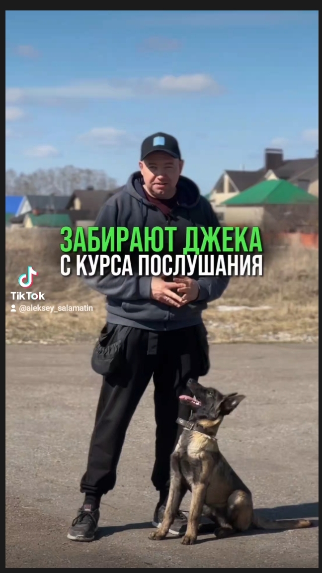 дрессировка щенка малинуа бельгийская овчарка