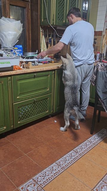 Папин помошник) #волк #русскийвольфхунд #животные  #суперсобака #интересно #любимцы #волк #волкособ
