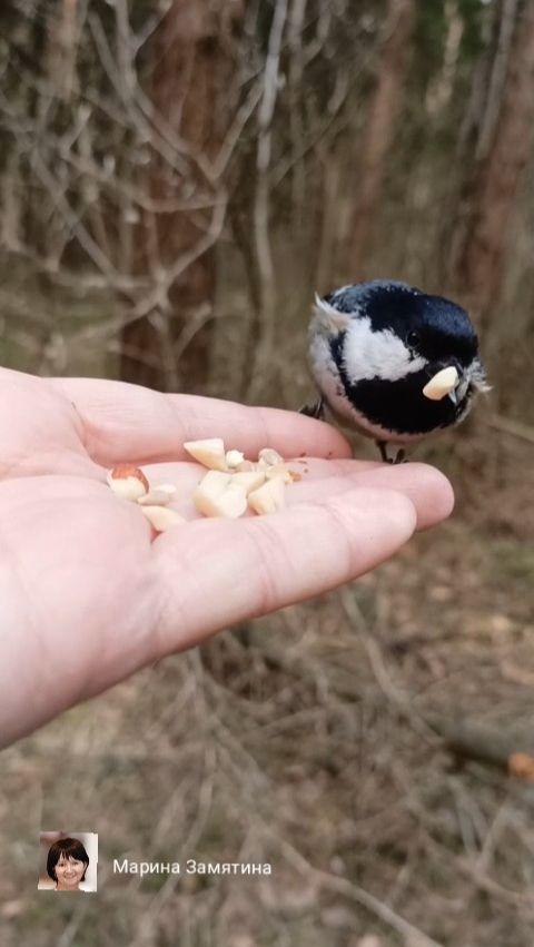 Сегодня в лесу.