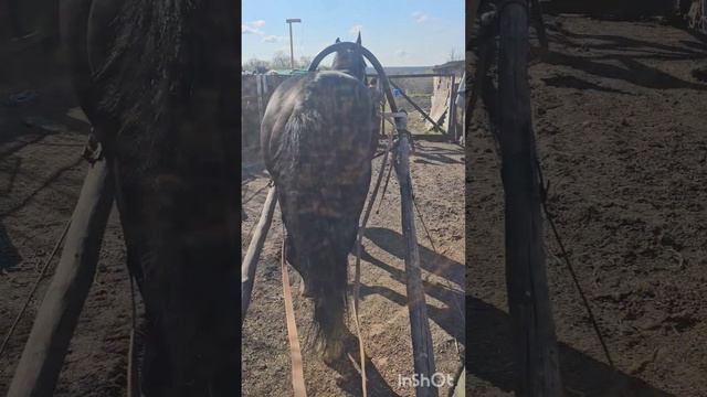Приехали за зерном на орловце 700кг