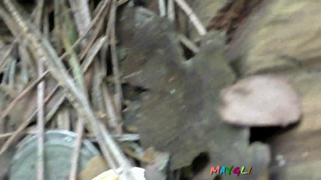 Клад в Лесу Телеши.