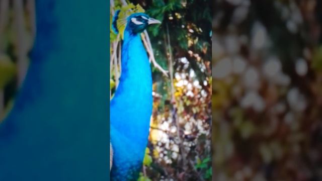 ужас!! вот мамашка так мамашка