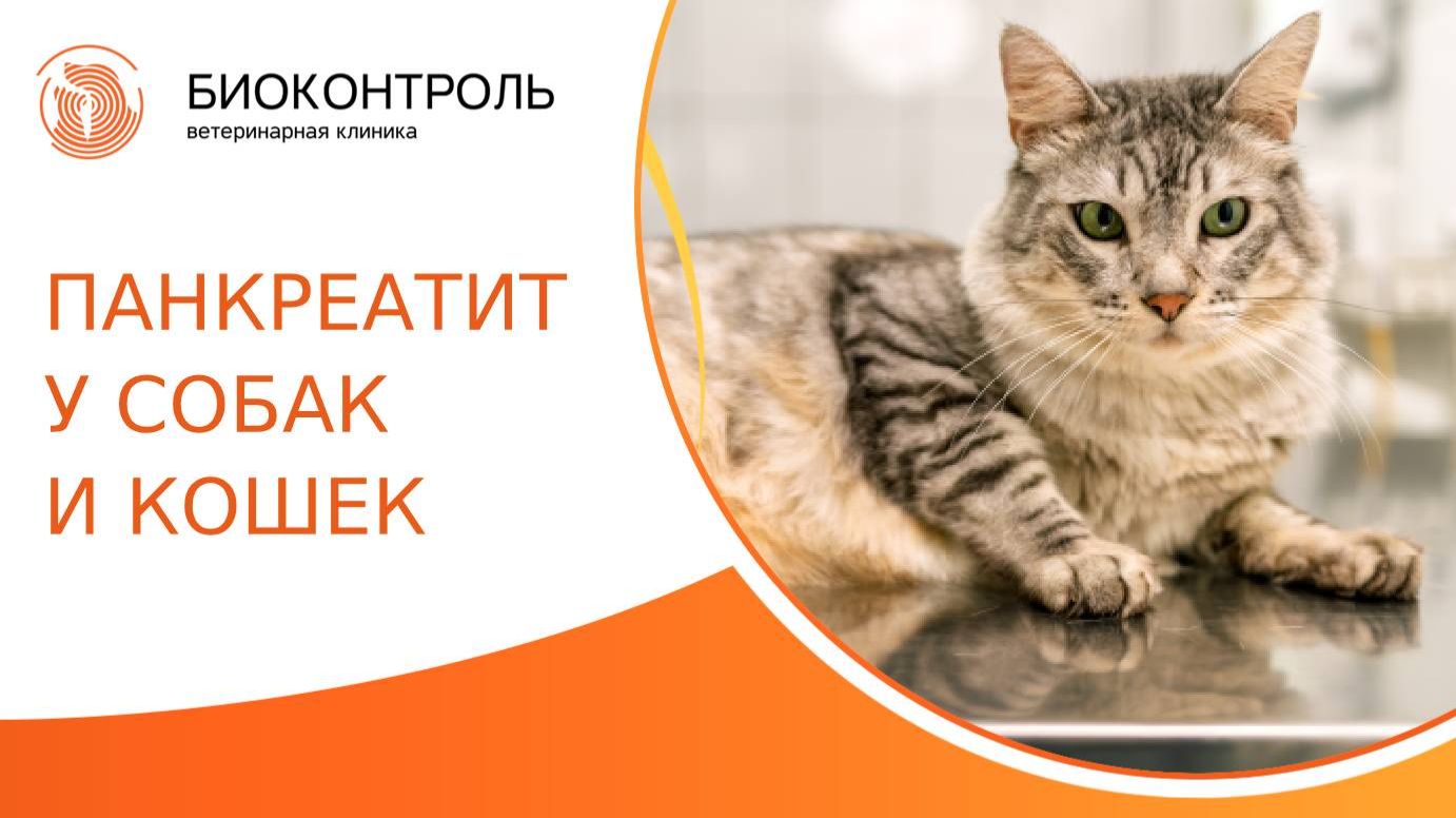 Панкреатит у собак и кошек