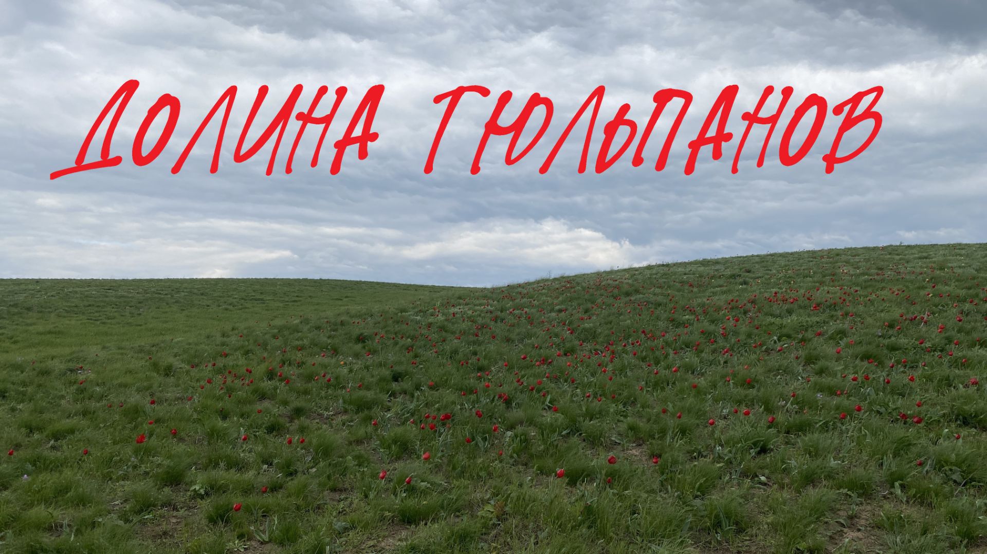 Выезд в Долину Тюльпанов. По следам Красной Книги.