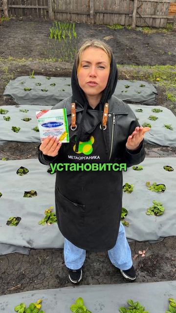 Весенняя обработка клубники — это система, а не одно действие.