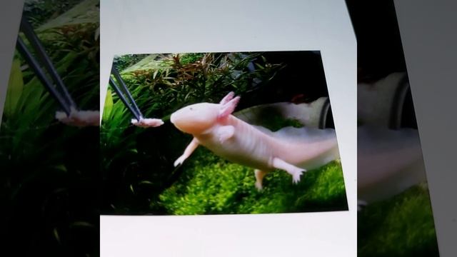 Как ухаживать за аксалотлем