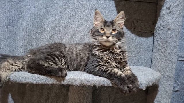 Граф Брюс Кислер Кэт