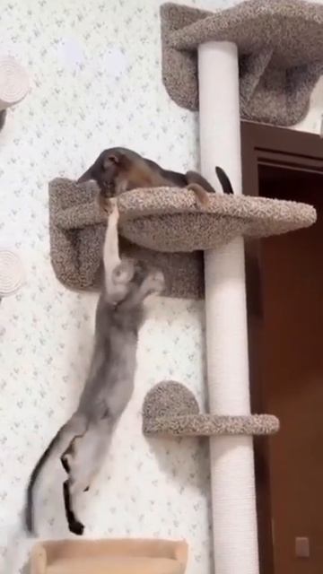 сценка из короля льва