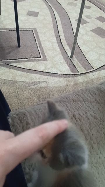 мой котёнок версия 2.0