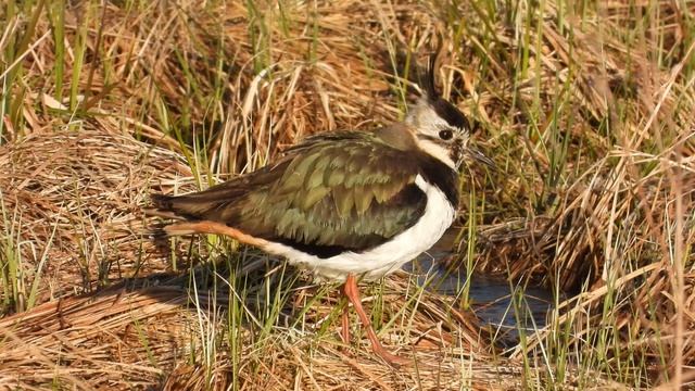 Птицы в Великом Новгороде, Чибис, наблюдение птиц, 21 апреля 2026