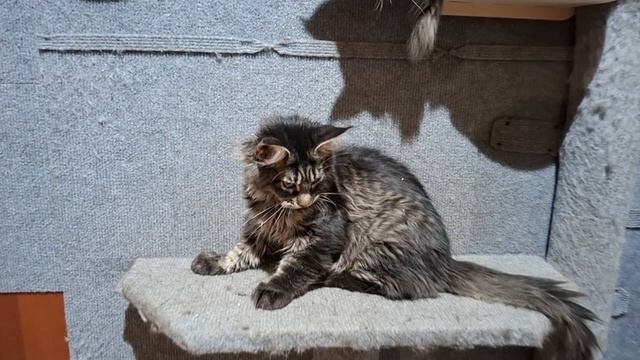 Герцогиня Бонни Кислер Кэт