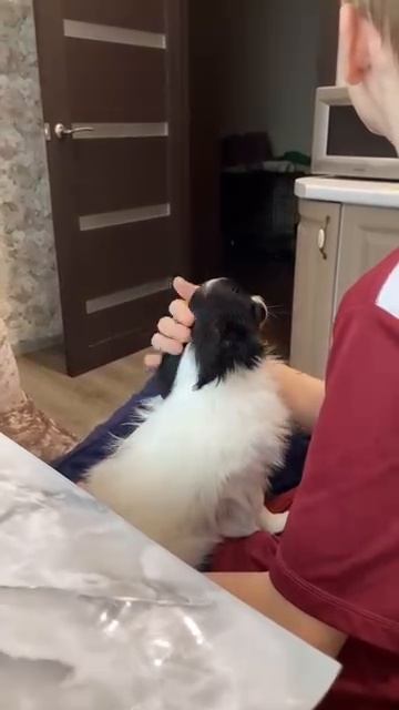 Каждый питомец Encanto Mirada живет в ласке и любви