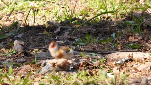 Щегол собирает материал для строительства гнезда, наблюдение птиц, 21 апреля 2026