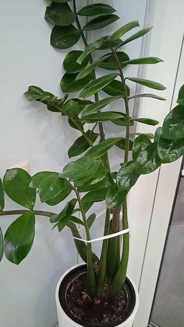 Место для замиокулькаса: где растению комфортно расти