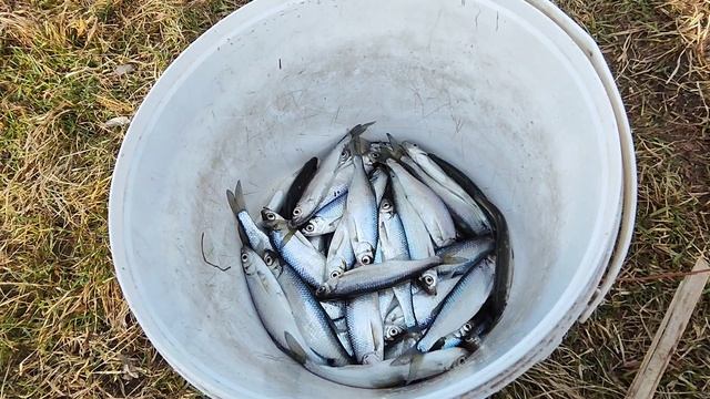 весенняя #рыбалка с сыном | первый #улов