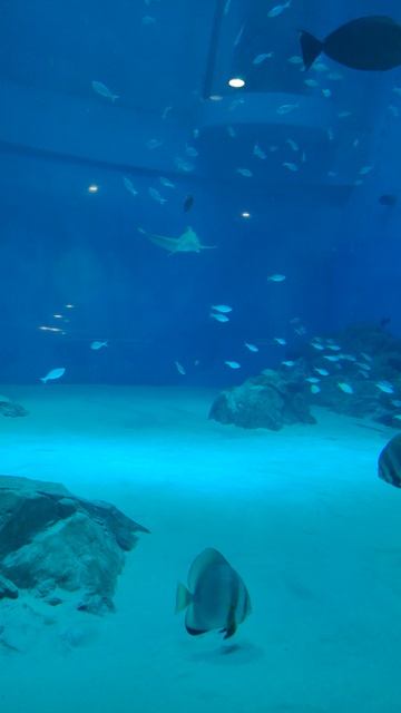 интересные виды рыб, аквариум, калининград.mp4