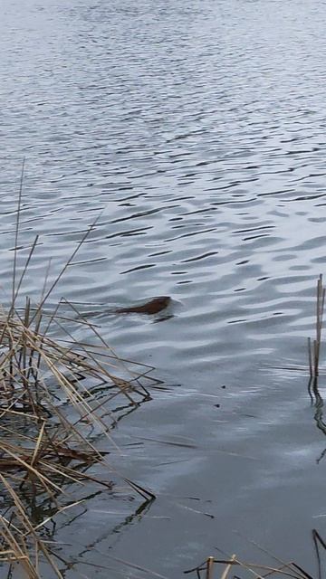 Утка-Гоголь 👉🦆