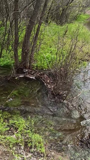 ОСТРОВ САРПИНСКИЙ. РАЗЛИВ. 21.04.2026. SARPINSKY ISLAND🏝