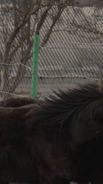 Настоящая. Вторая серия