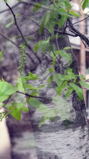 Черёмуха и берёза 2026