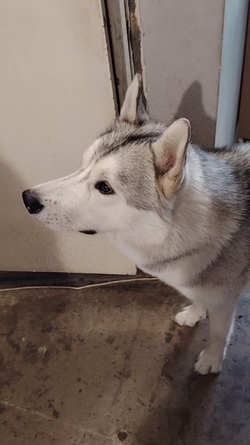 Гостеприимство от Хаски Джека