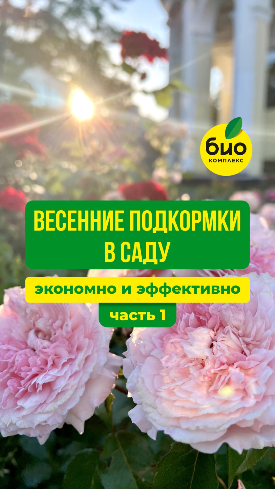 Весенние подкормки в саду: экономно и эффективно. Пионы