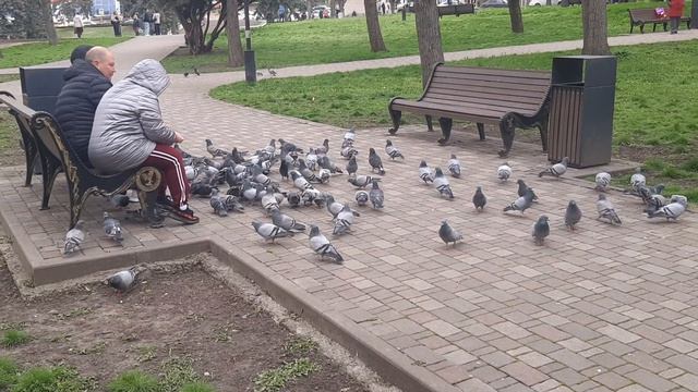 Стая голодных голубей 15.04.2026. Пятигорск