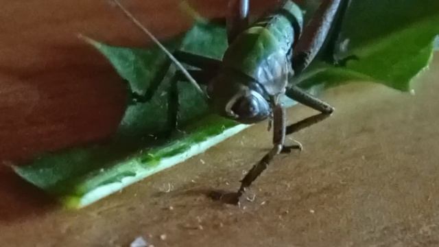 нимфа серого кузнечика